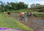 Babinsa Koramil Gandusari Bantu Poktan Barokah Tanam Padi