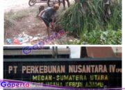 Marak dan Merajalela Pencurian TBS di Wilayah Afdeling II, Oknum Pengamanan Diduga Ikut Kerjasama