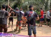 Hina Adat,,!! Puluhan Masyarakat Turun Pagar Jalan CPO PT. GKM