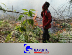 Karhutla Sanggau: Api Berkobar di Kapuas, Tim Gabungan Berjibaku Padamkan Api