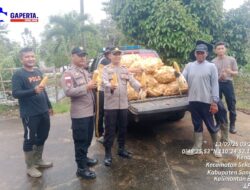 Polsek Sekayam Panen Jagung Bersama Warga, Wujud Sinergi Polisi dan Masyarakat