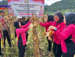 Ketua Ranting Bhayangkari Sekayam Sukseskan Panen Jagung Demplot Polsek Sekayam