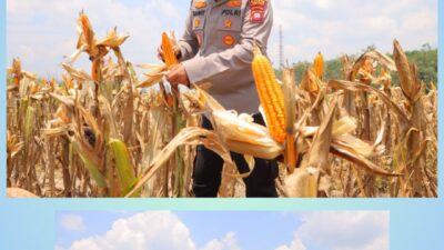 Kapolres Sintang Pastikan Kesiapan Panen Raya Serentak Kuartal III di Rusun Polres