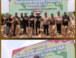 Panen Raya Jagung Polres Sintang: Sukseskan Asta Cita Ketahanan Pangan Kuartal III!