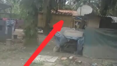 Lagi dan Lagi, Diduga Mavia Pangkas Buah Sawit dan Brondolan Imunitas “Kebal Hukum”