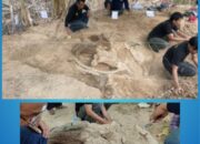 “Penemuan Spektakuler: Fosil Gajah Purba Utuh Gegerkan Pegunungan Nganjuk!”