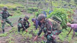 Satgas Yonif 521/DY Dampingi Keluarga di Kurima Wujudkan Ketahanan Pangan Mandiri